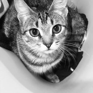 Meet your Posher, Eva